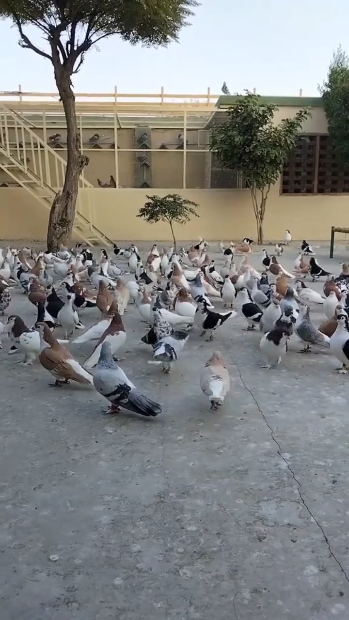 @waheedpegeonLoft