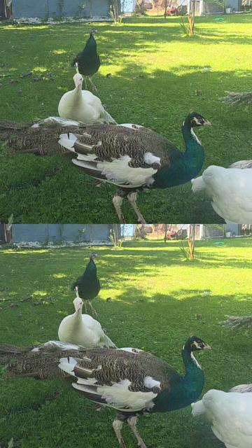 @🇺🇸 FLOR TORRES 🦚