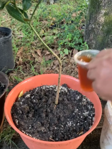 @Grow Garden | Plantas