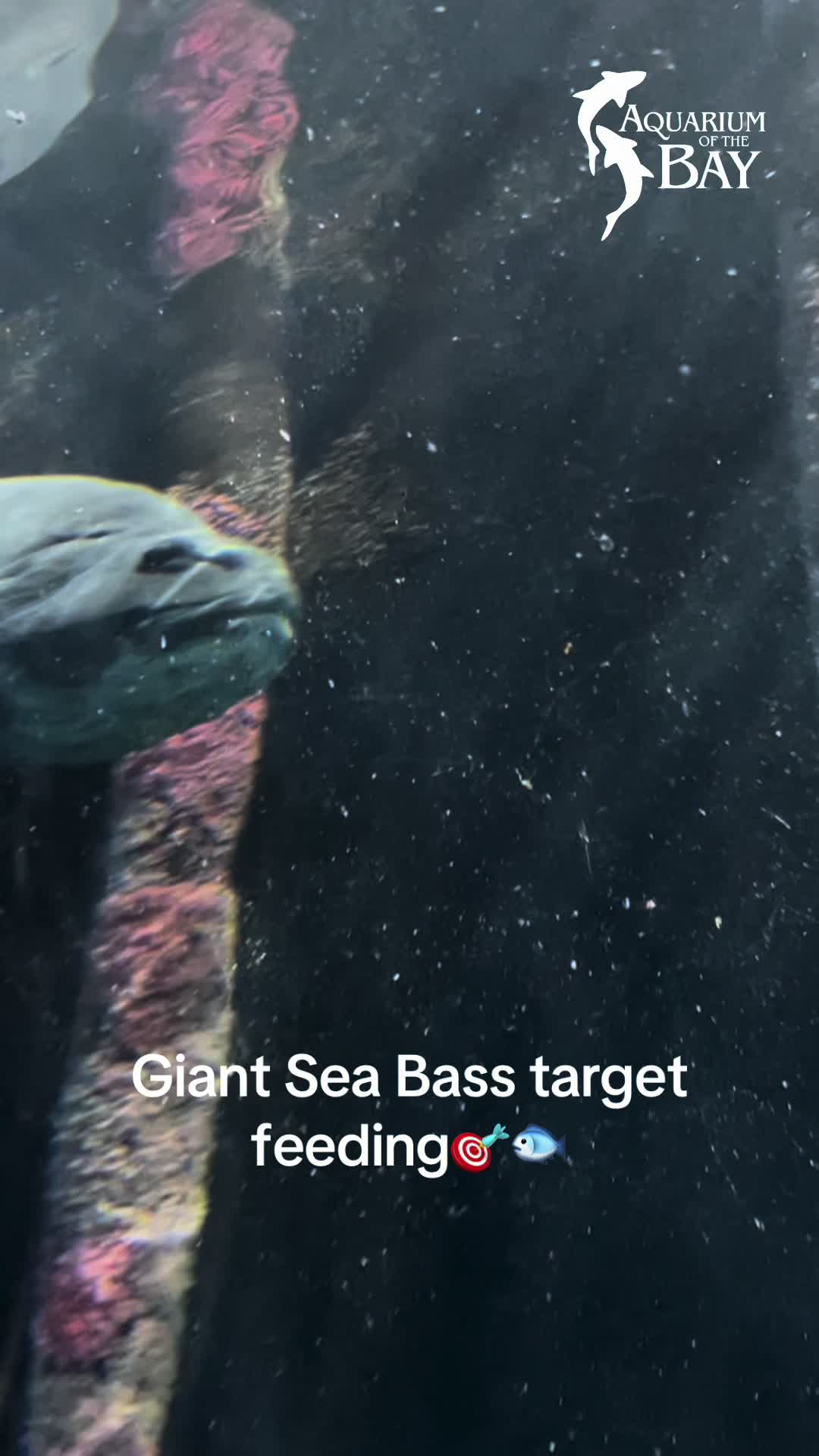 @Aquarium of the Bay