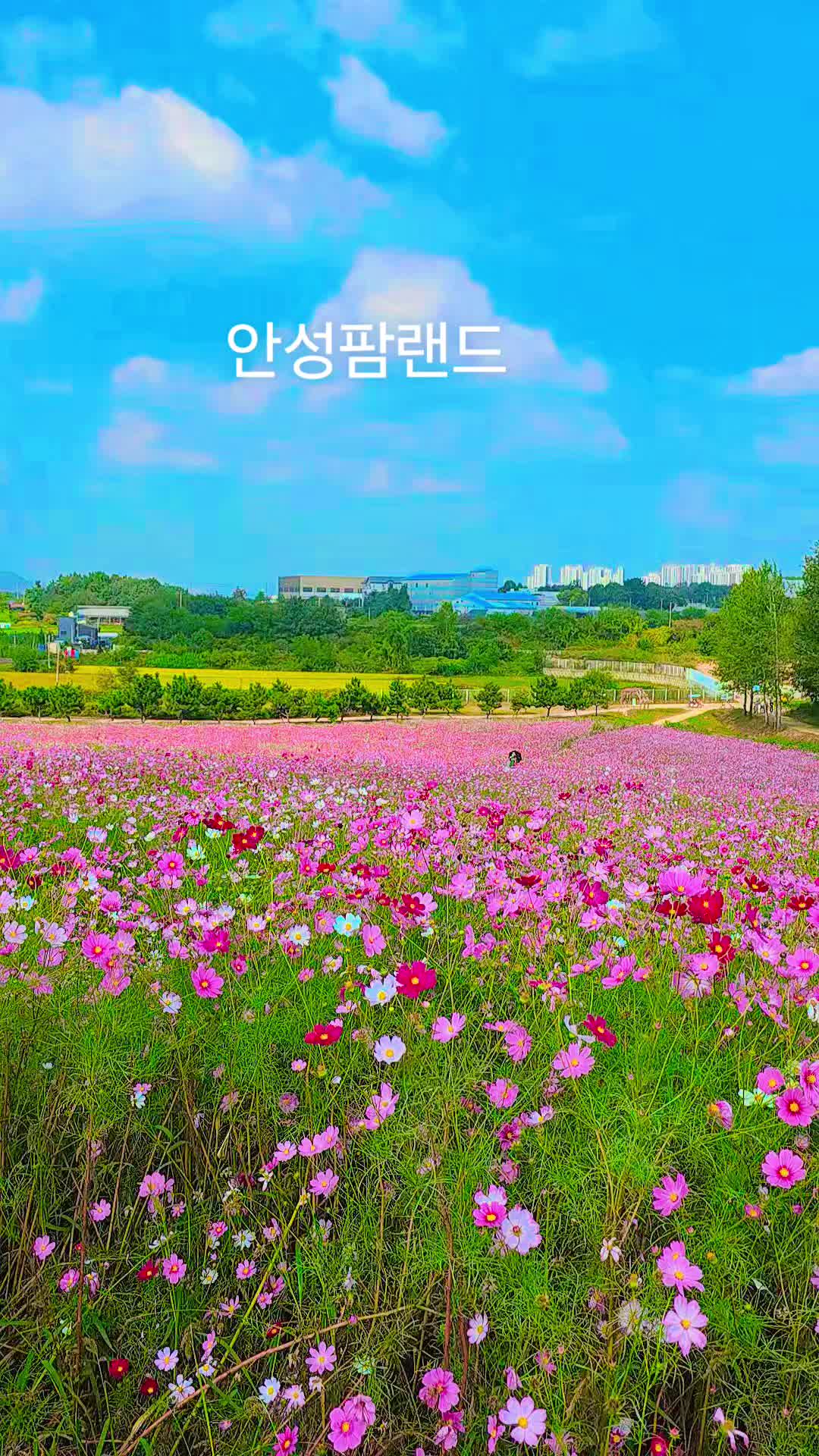 @비나보로 [Vinaboro]