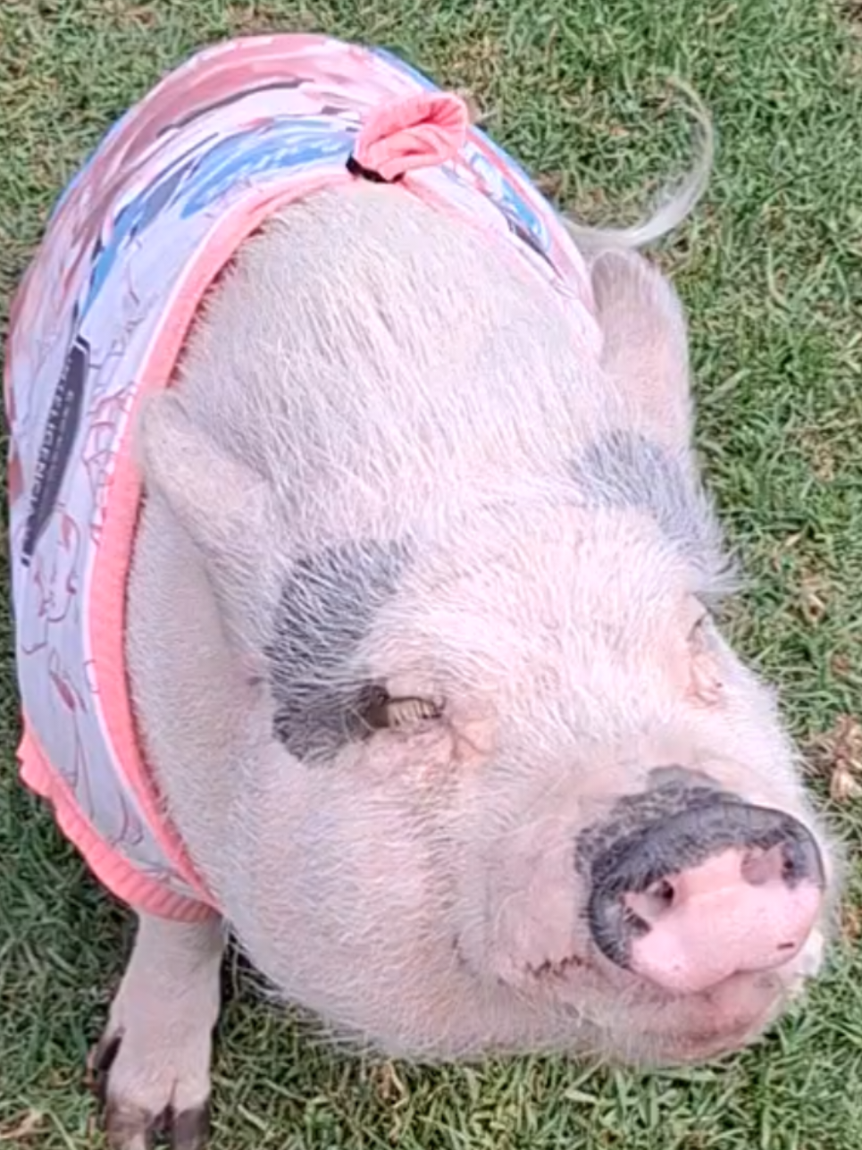 @🐷Ibi.pig🐷