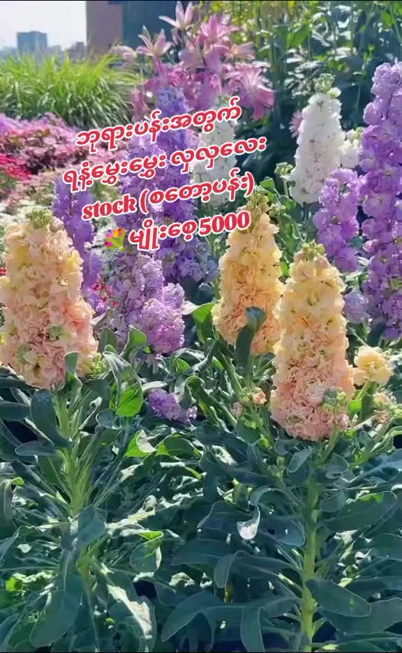 @Floral Village