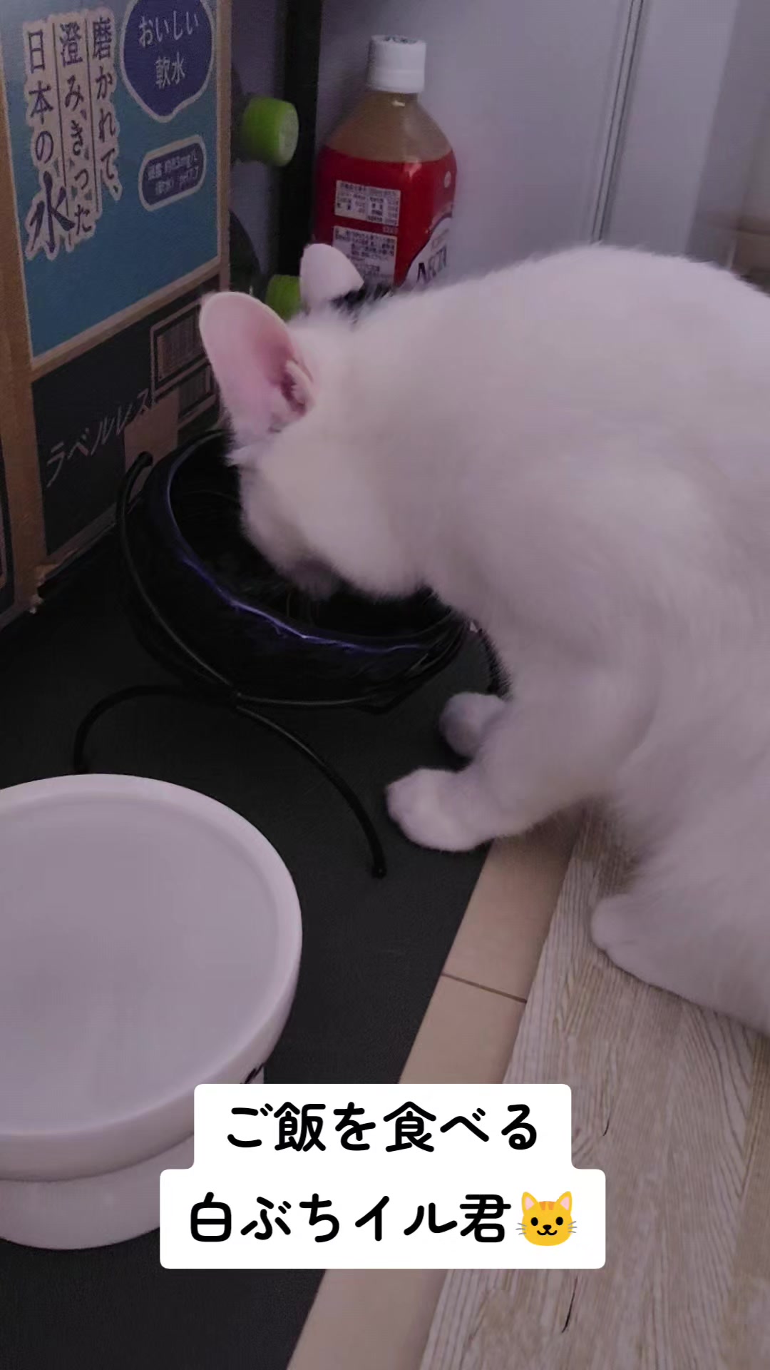@白ぶちイル君🐱キジトラエル君