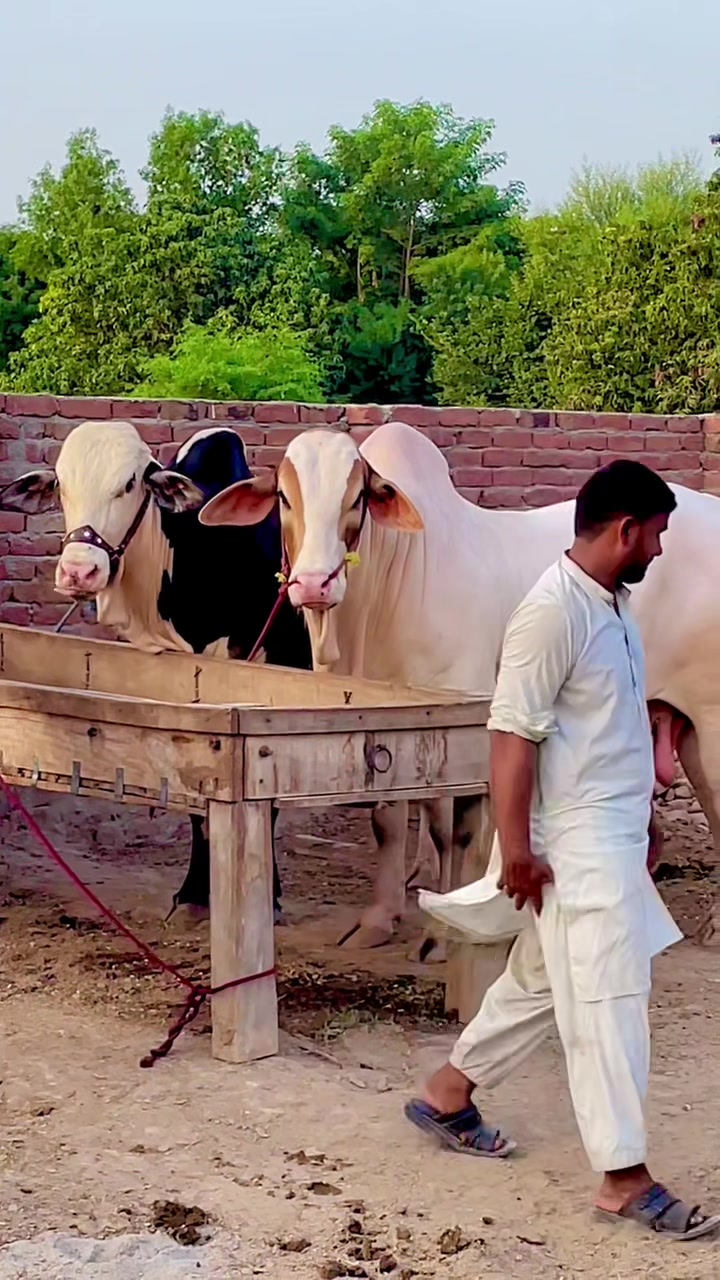 @Ustad Jee Cattle Farm