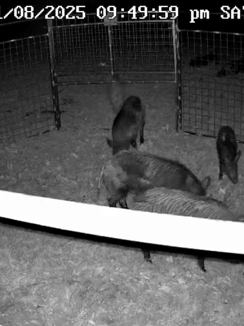 @Hog Brothers Custom Hog Traps