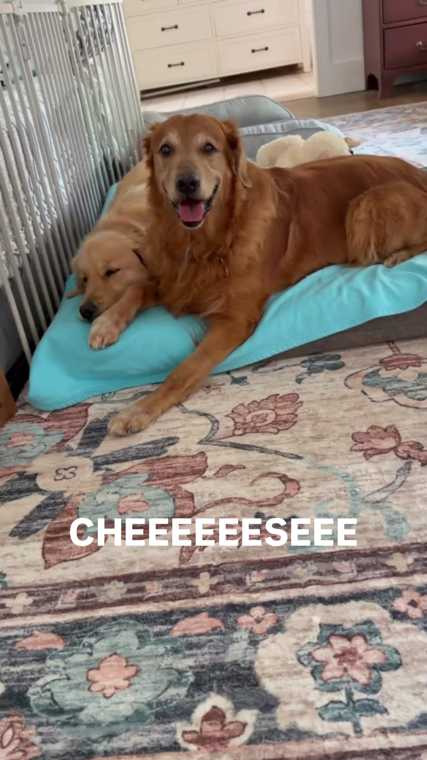 @DogMomisms