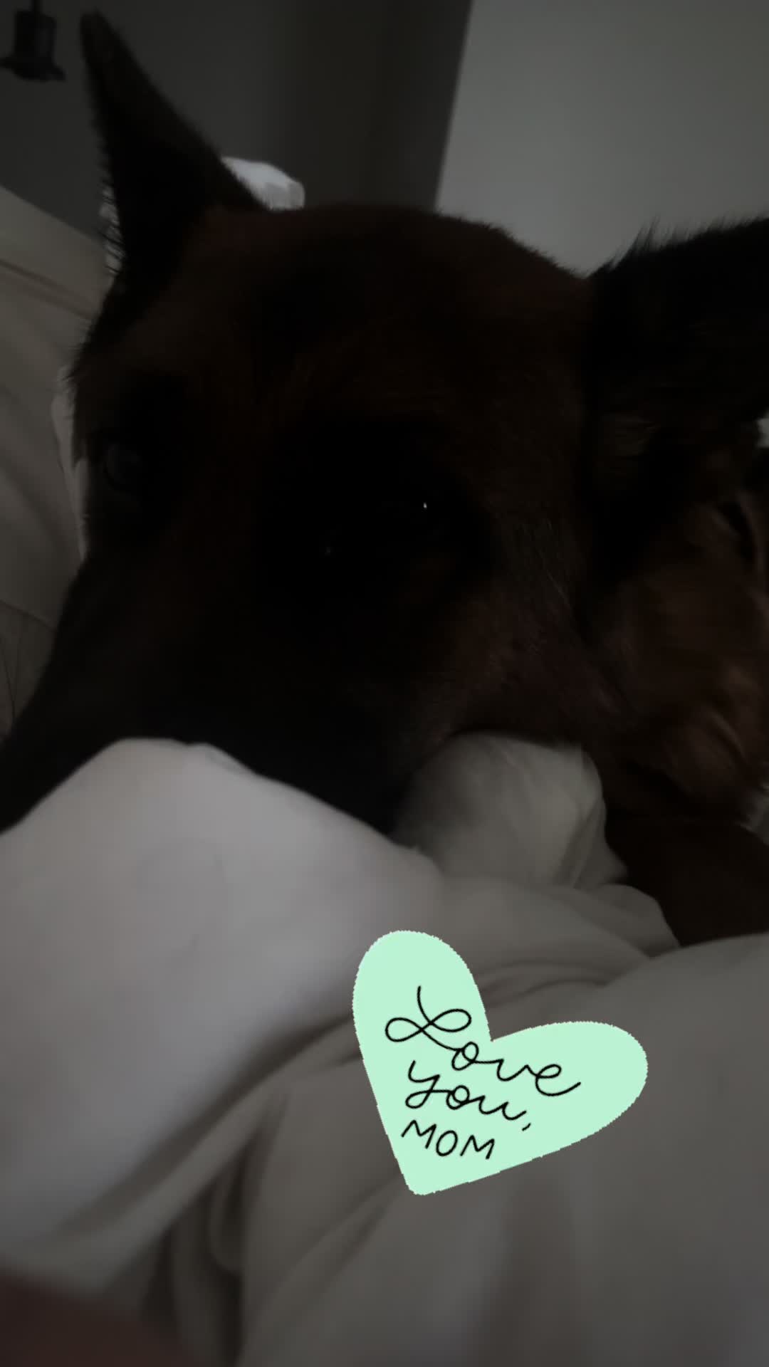 @Willa🐾🐾