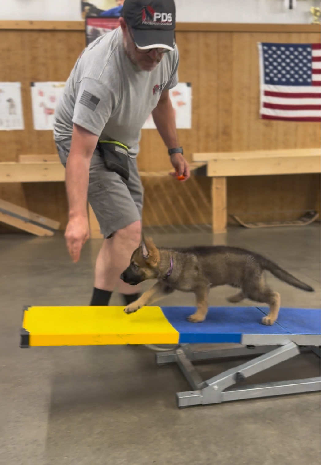 @Protection Dog Sales