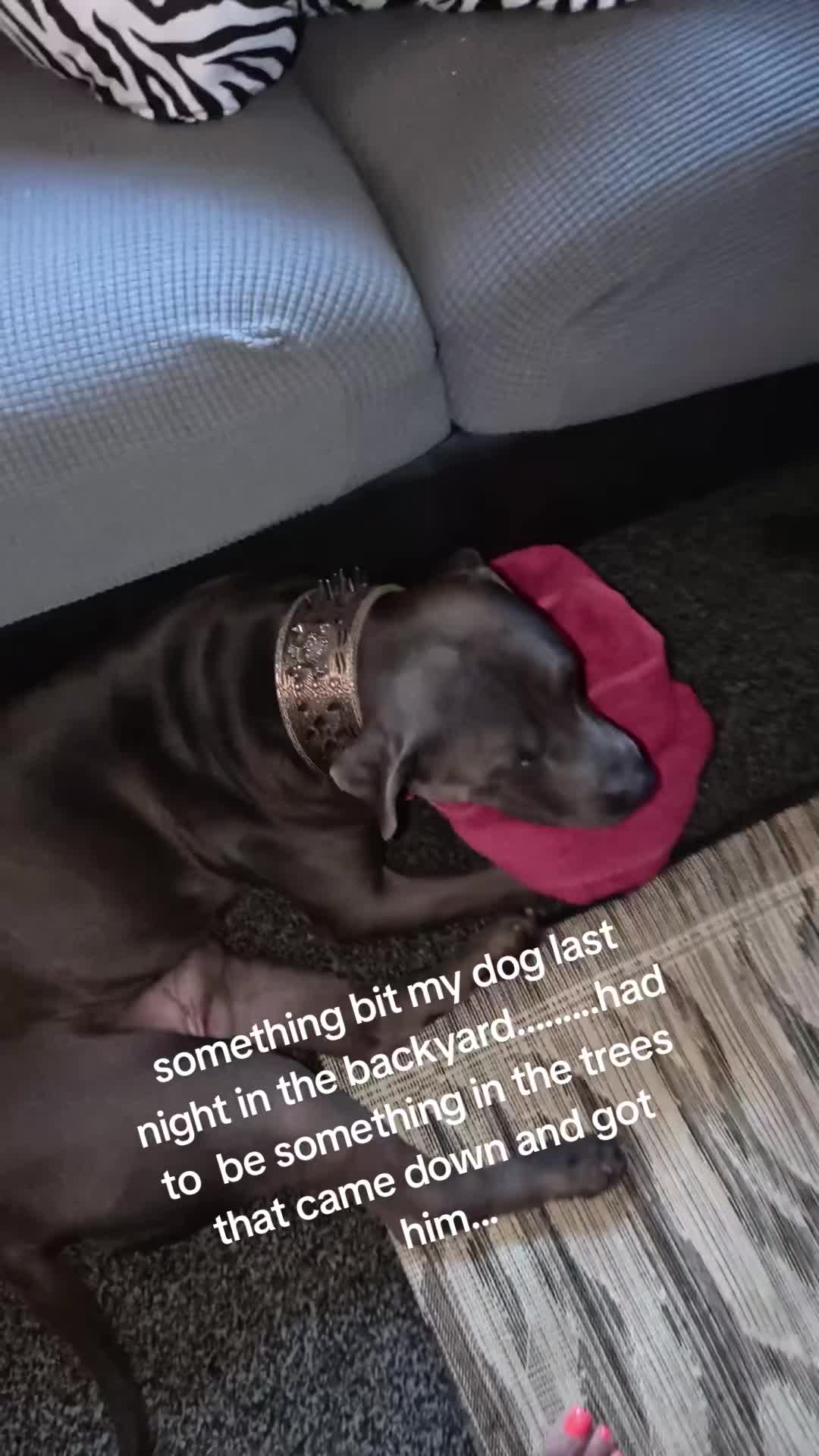 @MissDee.$Wrangler$