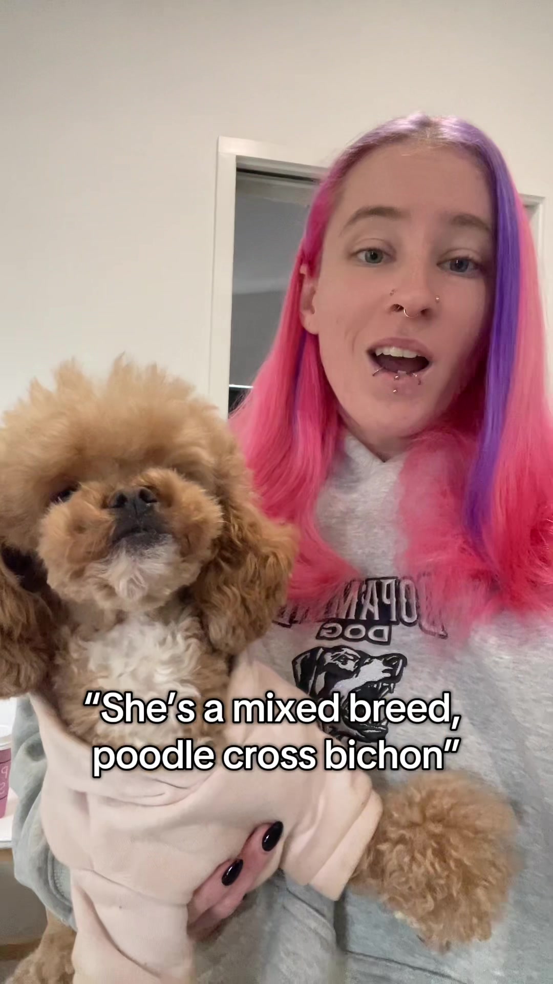 @pandorasboxofdogs
