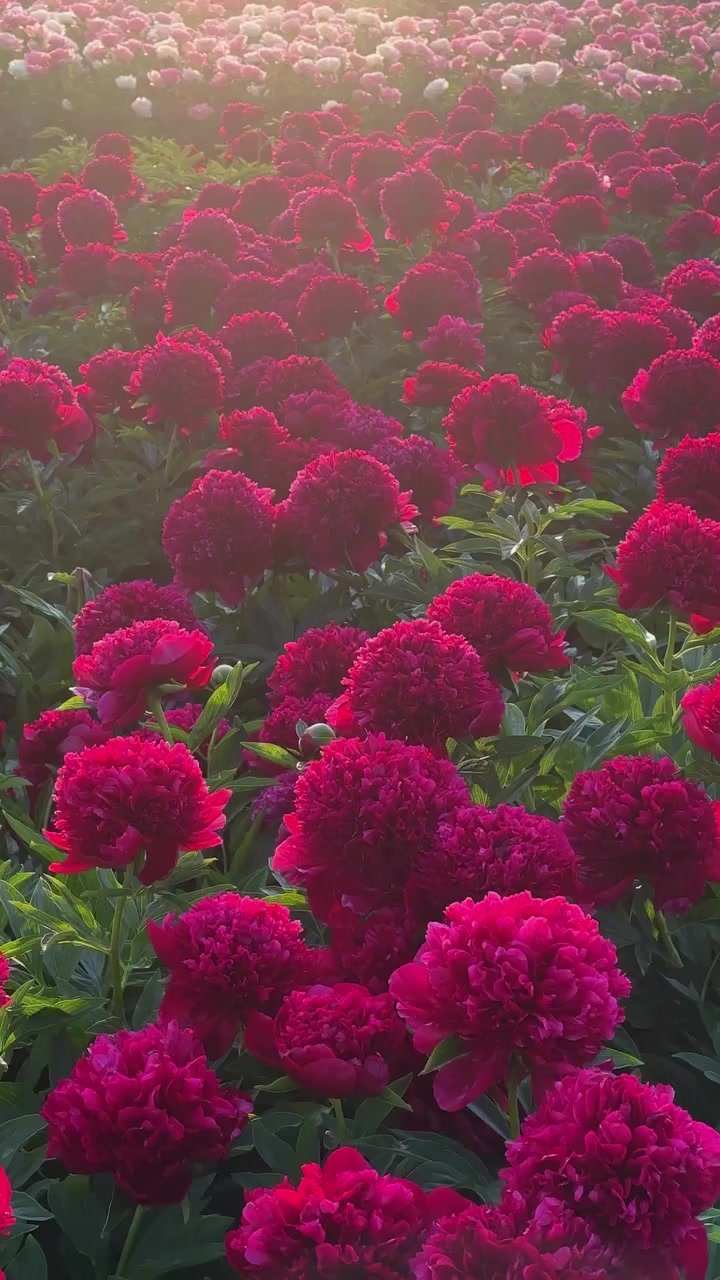 @aestheticvideo