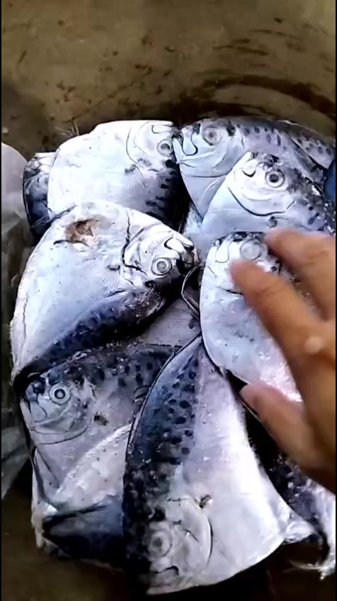 @RESMI KEMBALI🐠