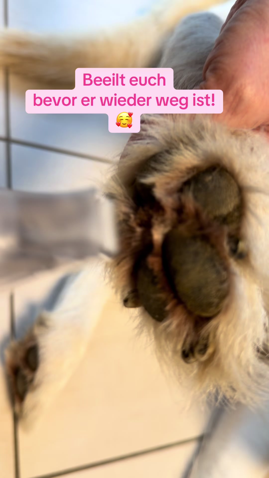 @Braunici