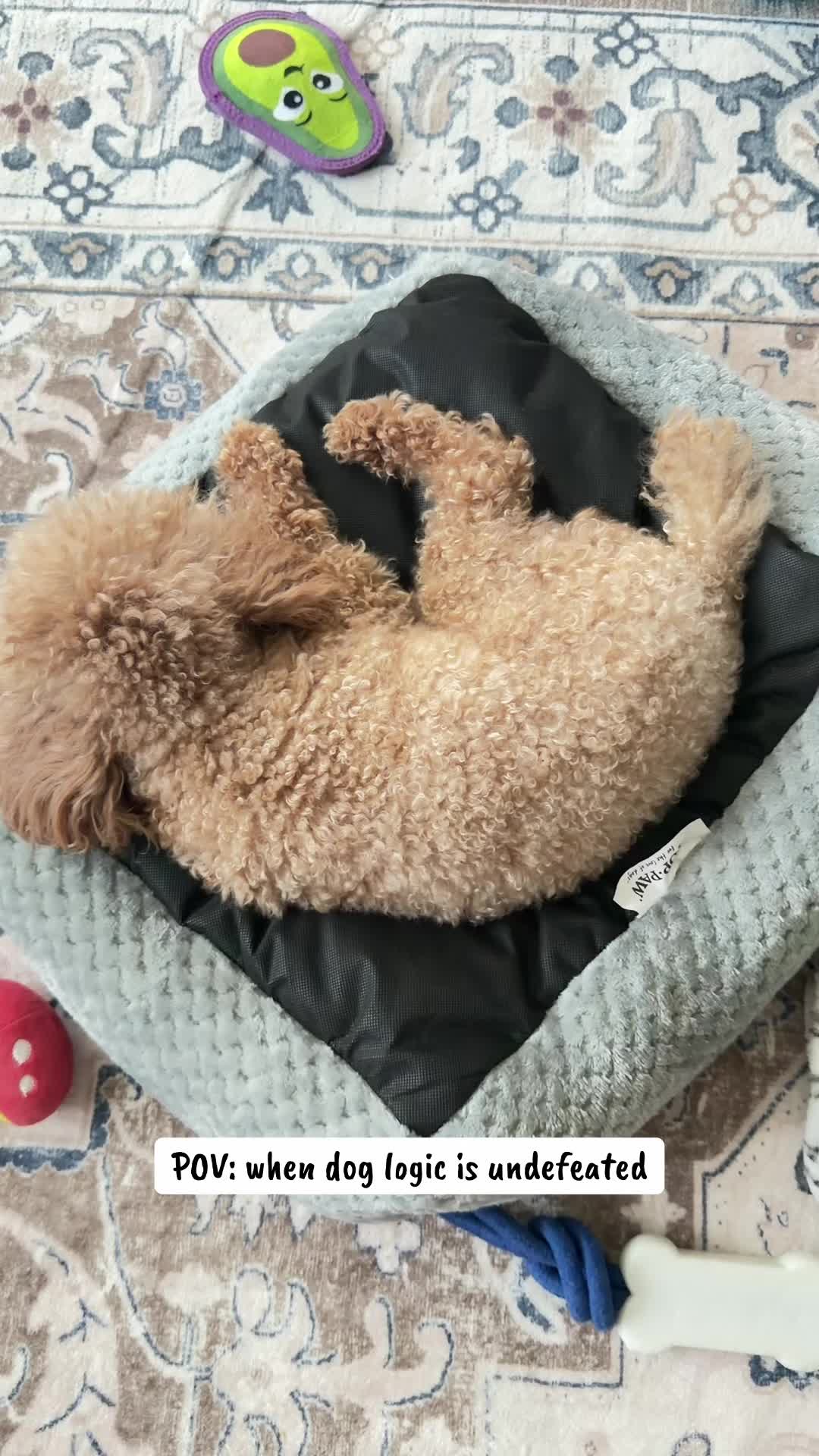 @Poodle Boy Teddy