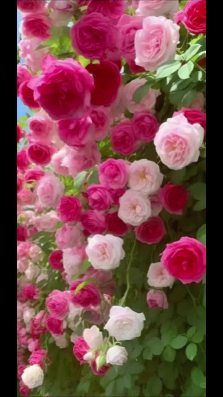 @Sai Meena