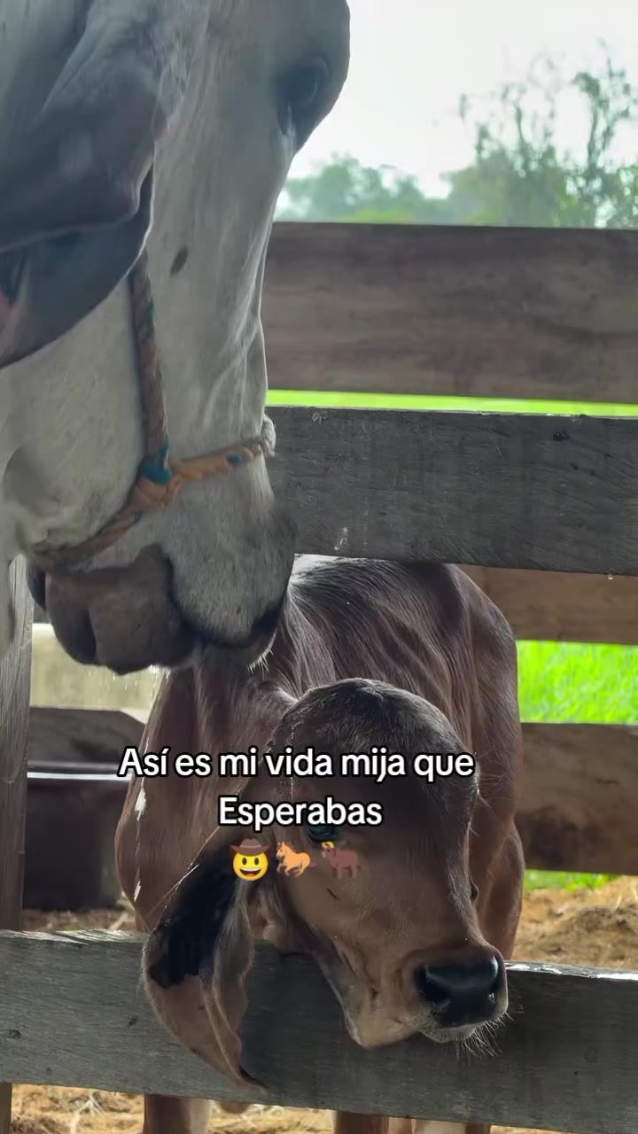 @Robin🐄🐄🤠🤠🐎🐎🇬🇹🇬🇹
