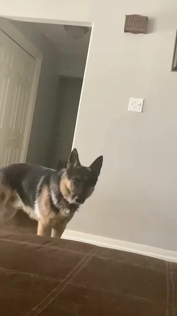 @Walter The German Shepherd