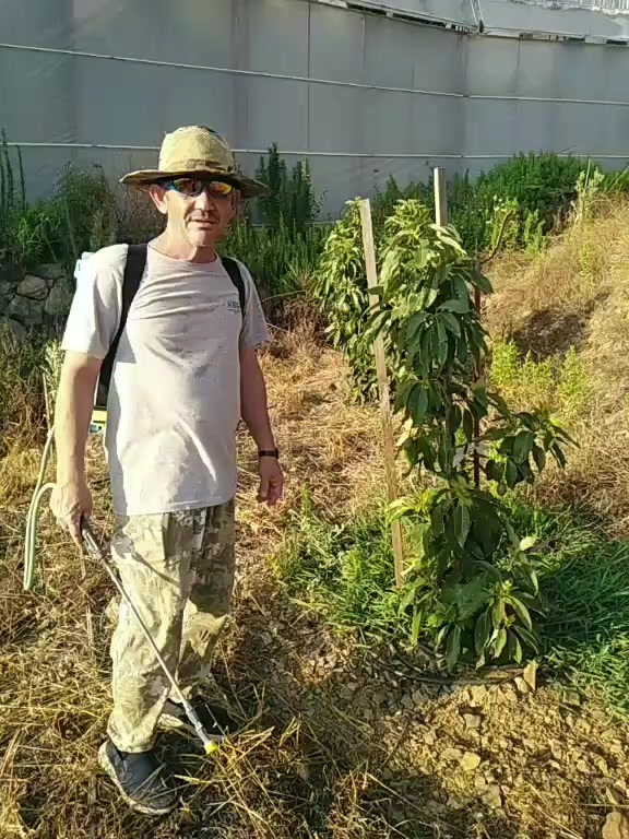 @Alanya avakado dünyası