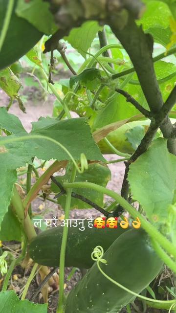 @userbaralpaudel