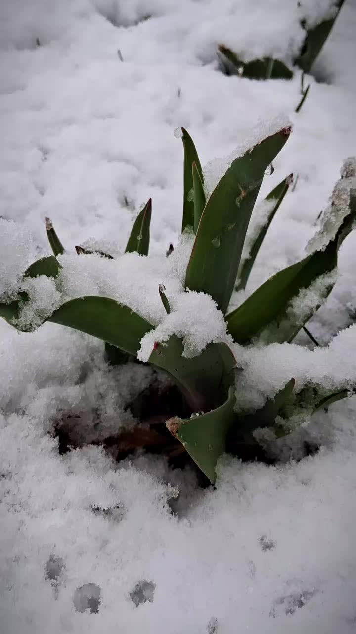 @RoseGardenMT