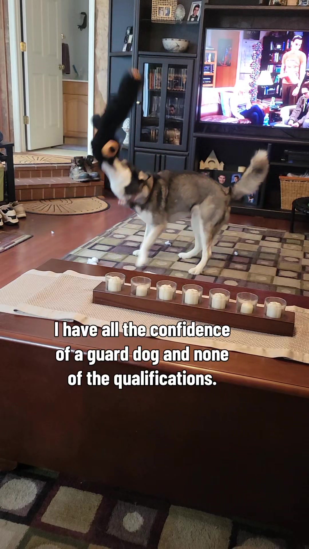 @the Hussey Husky