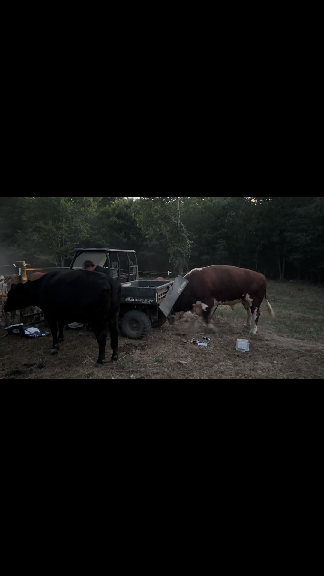 @Rufus The Bull