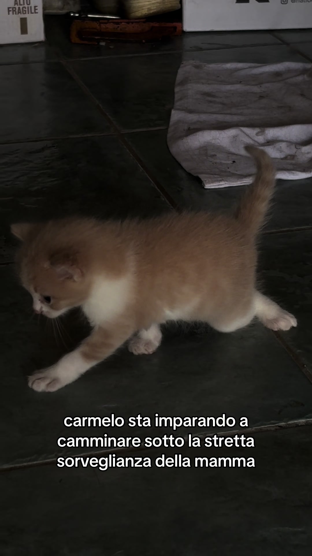 @cro🫧