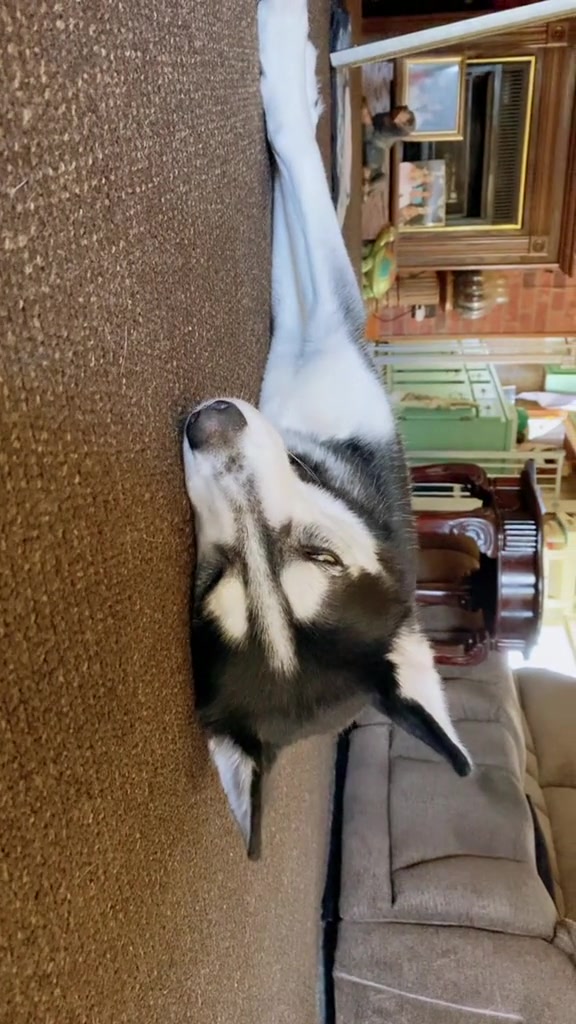 @Martin Scorsese the husky