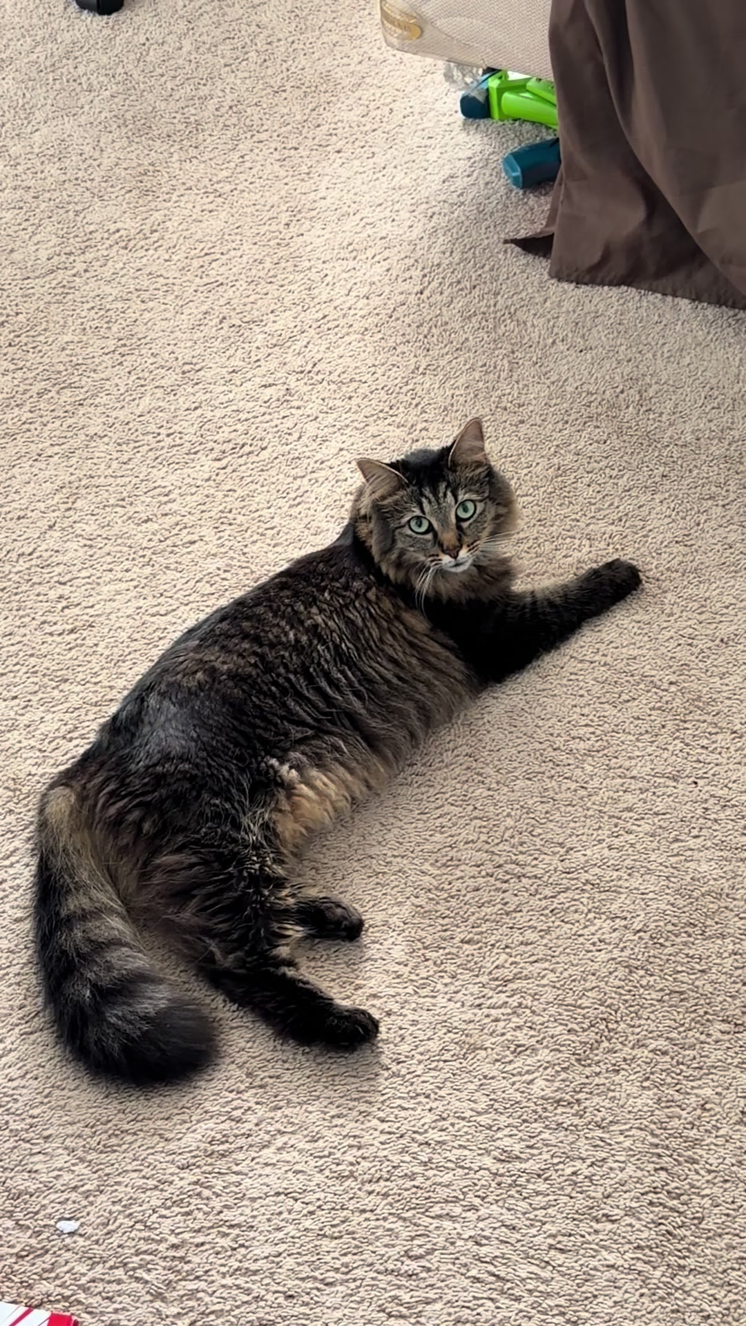 @RoxySnowballCatDrama