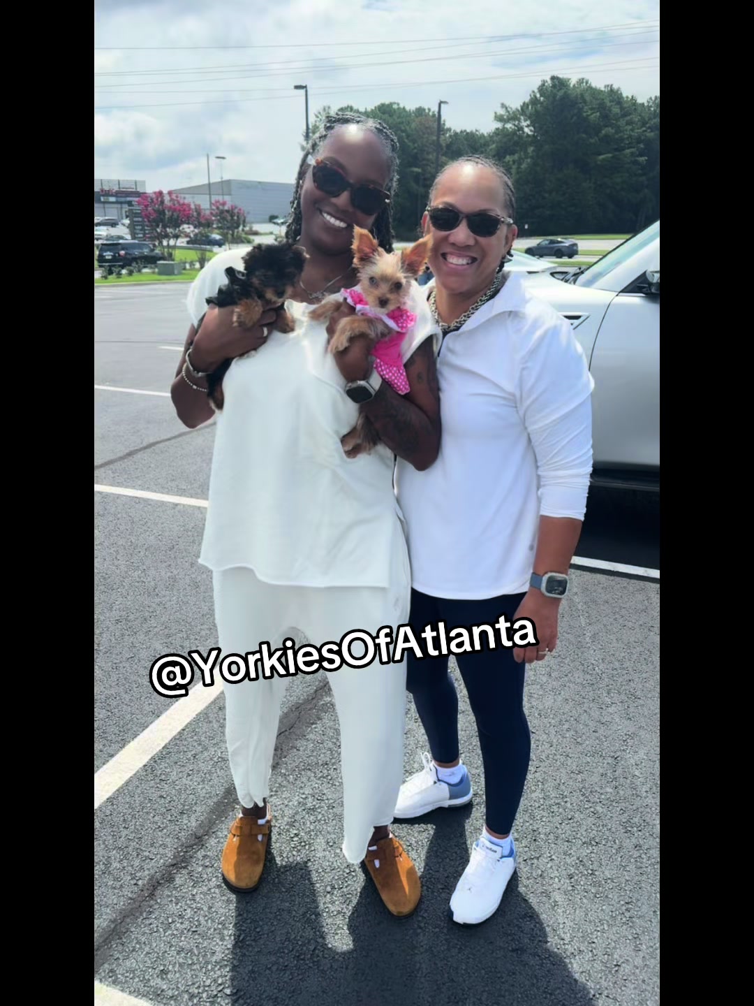 @Yorkies Of Atlanta