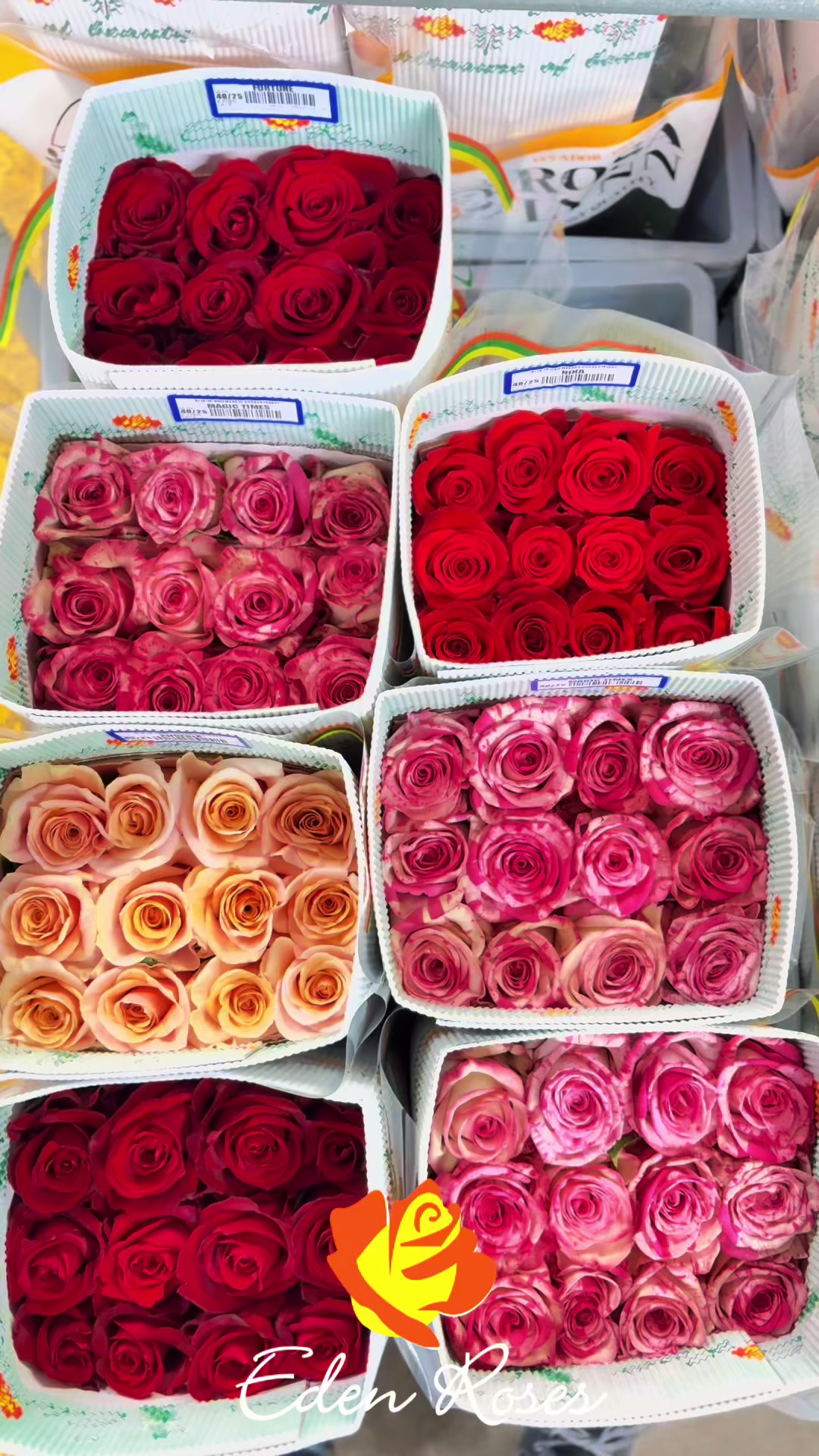 @Eden Roses