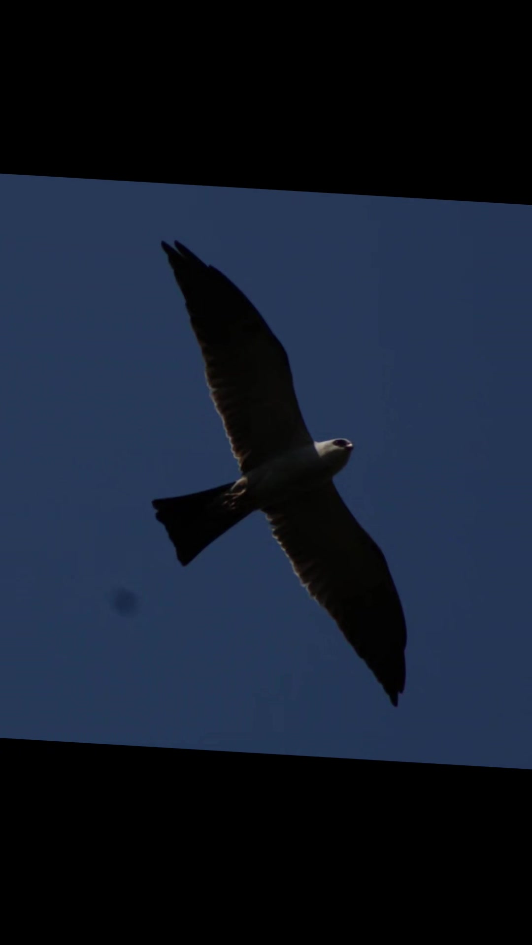 @BirderInaBronco