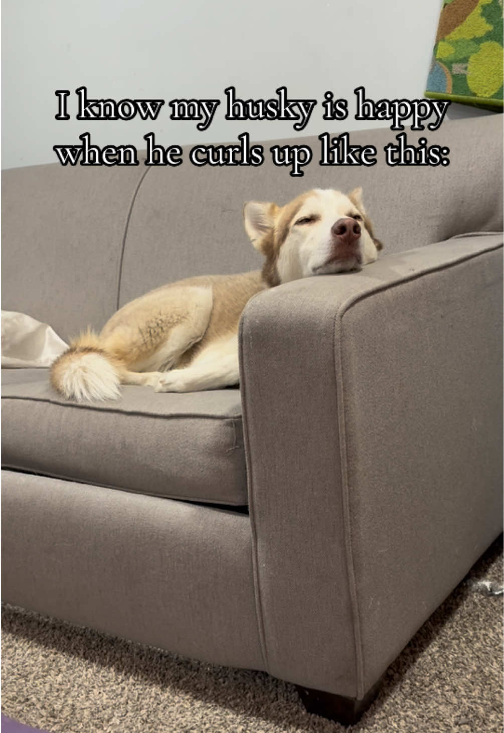 @potsiewithdogs