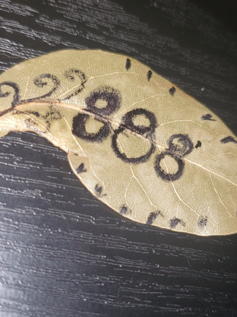 @TamsArtistry