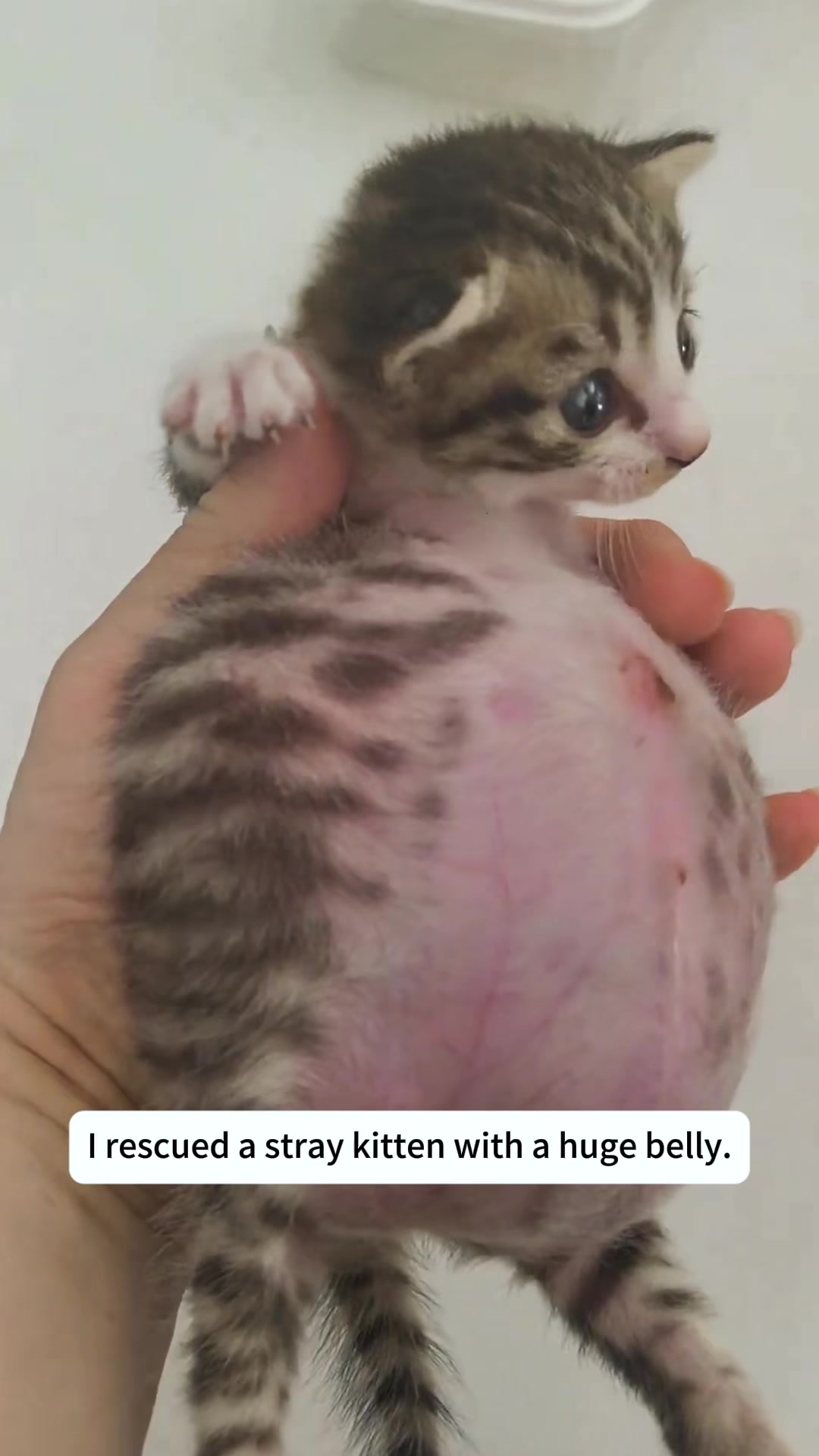 @Lub