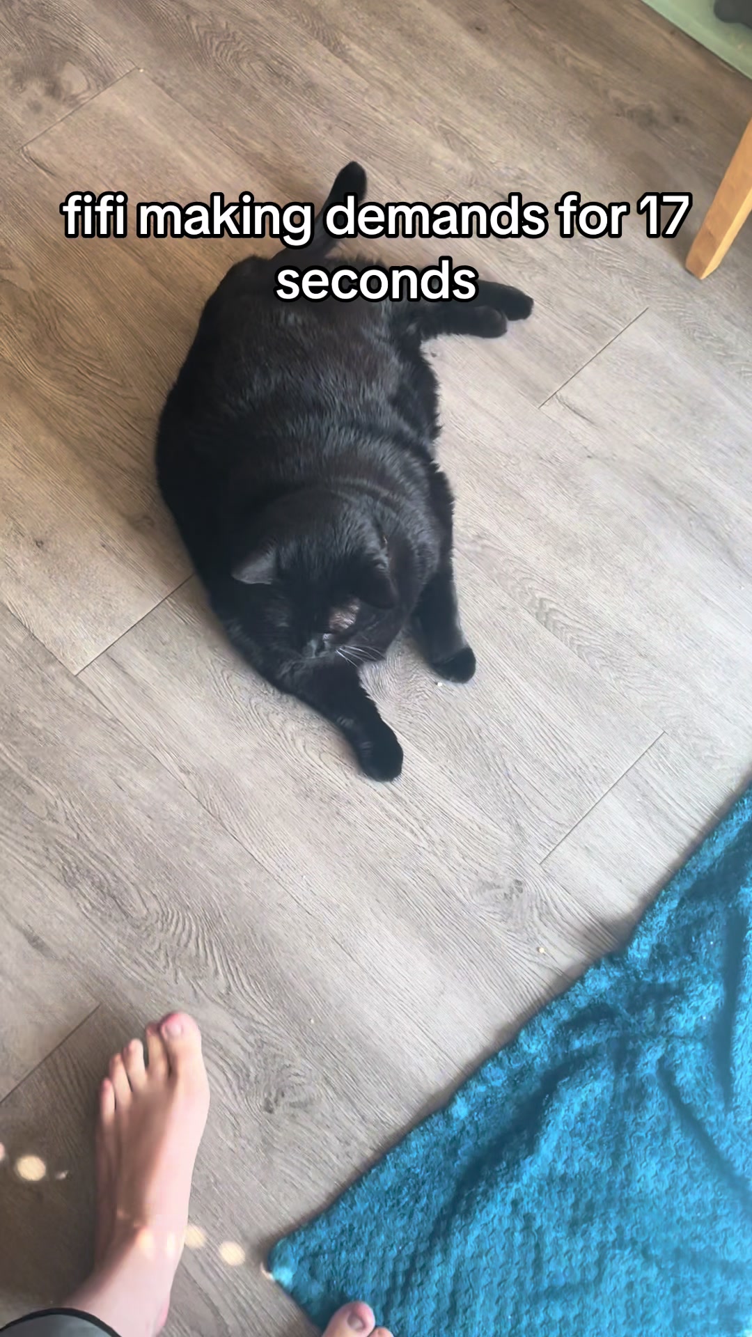 @Fifi La Floof