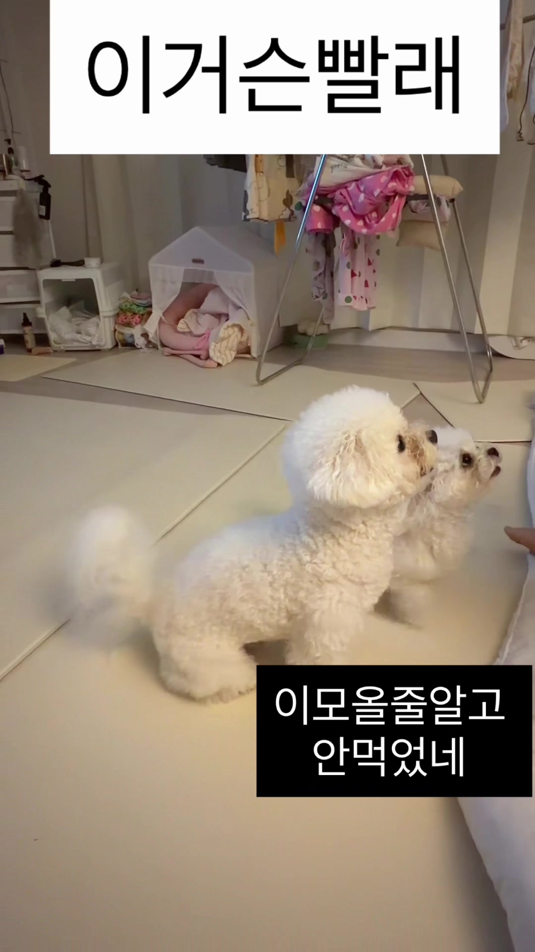 @jeju_kiki