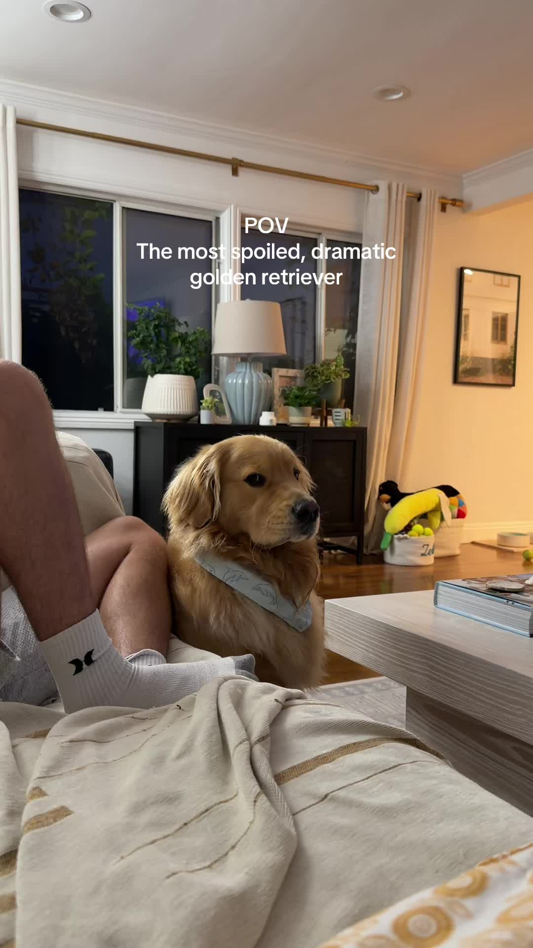 @Zebby The Golden Retriever