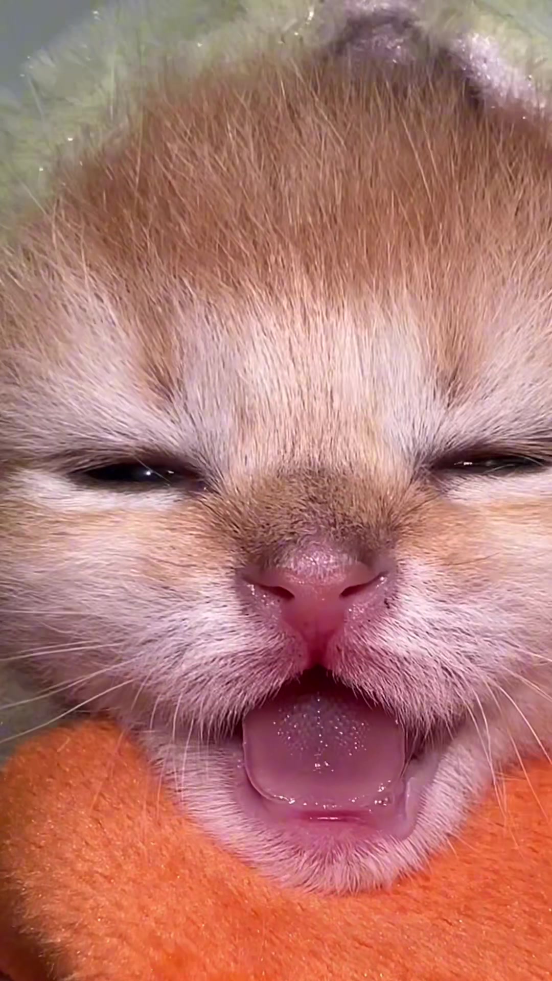 @Soothing Cats😻