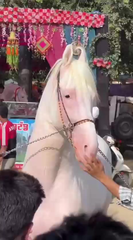 @🚩 راوی الہ 🚩