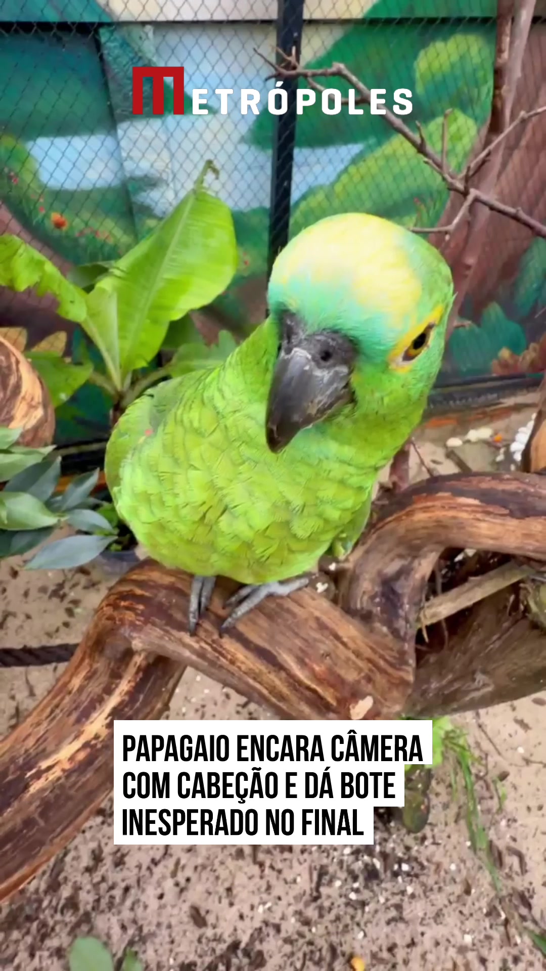 @Metrópoles Oficial