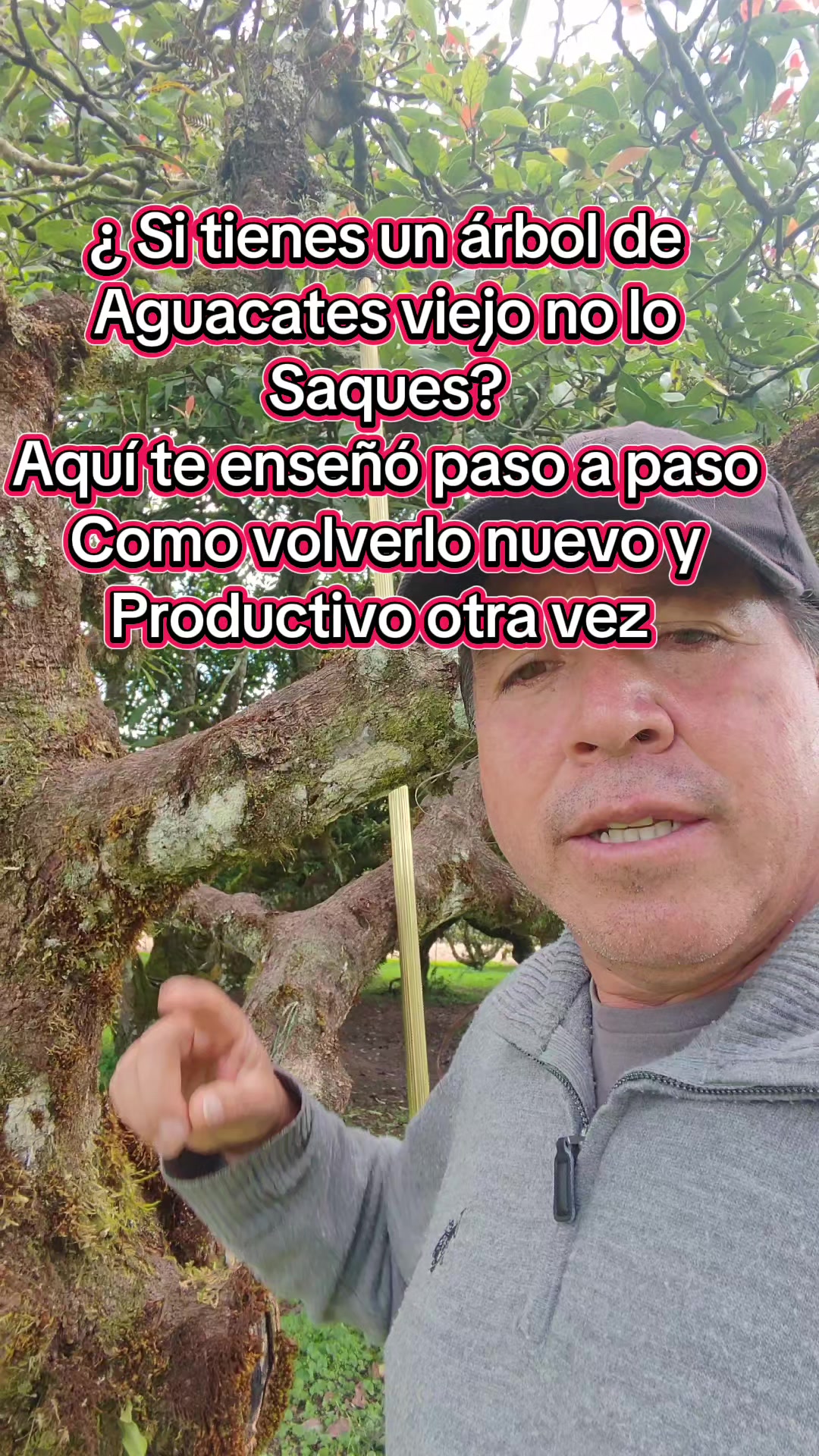 @tour del aguacate