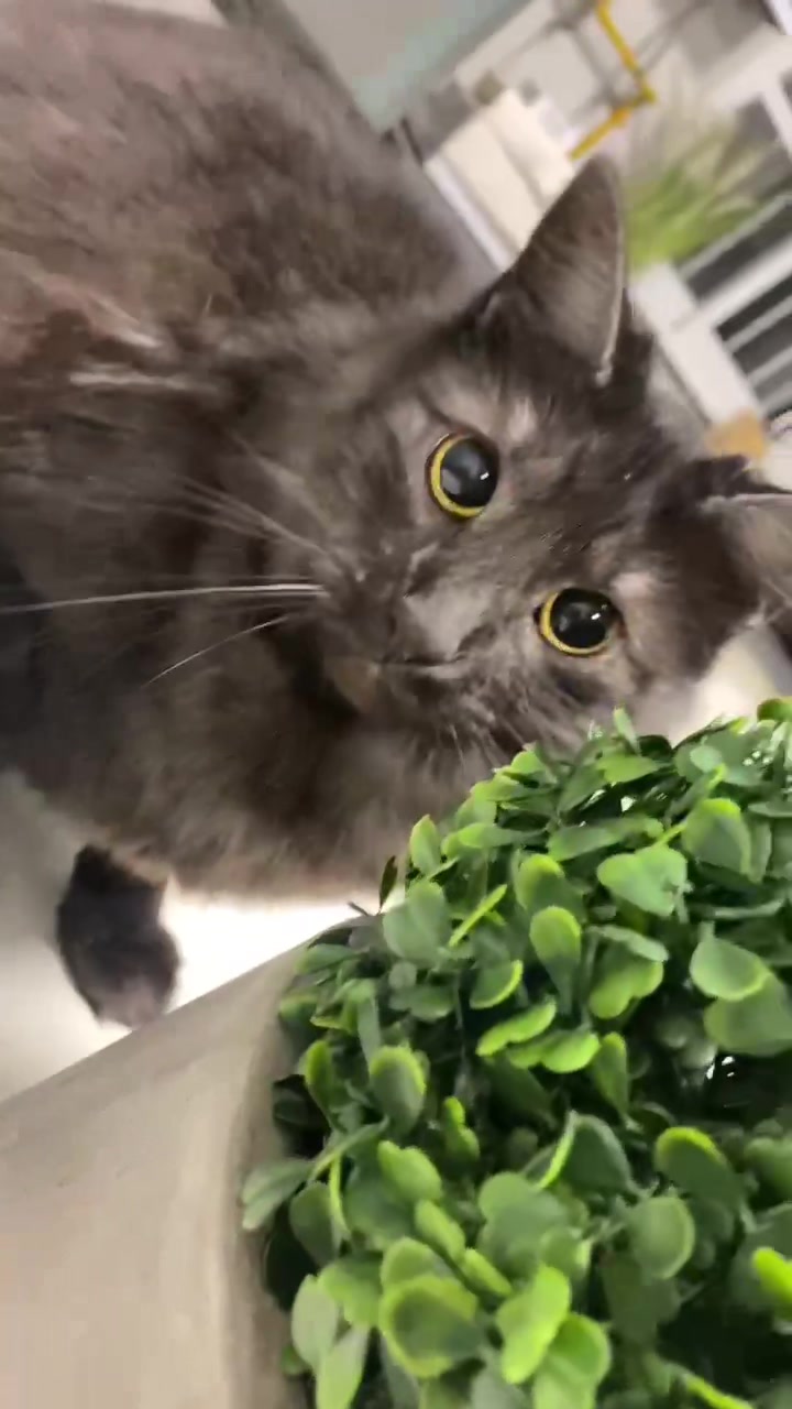 @KIRACAT