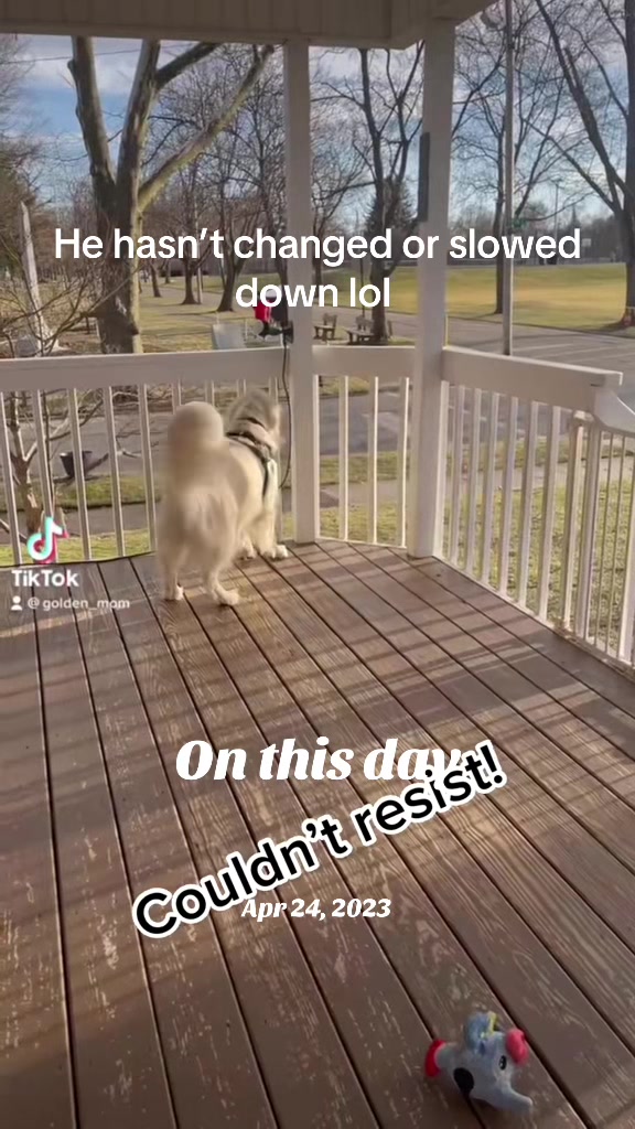 @Golden_mom