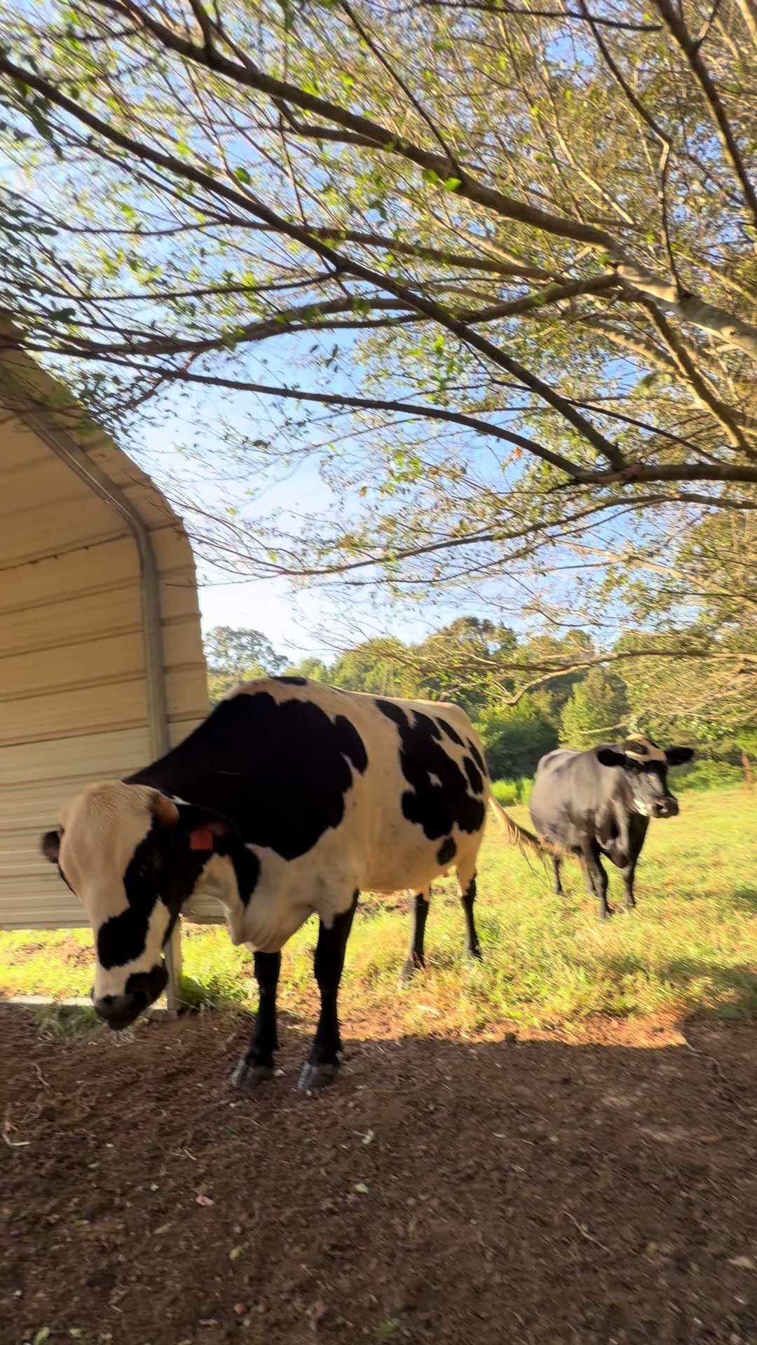 @Georgia Farm Girl