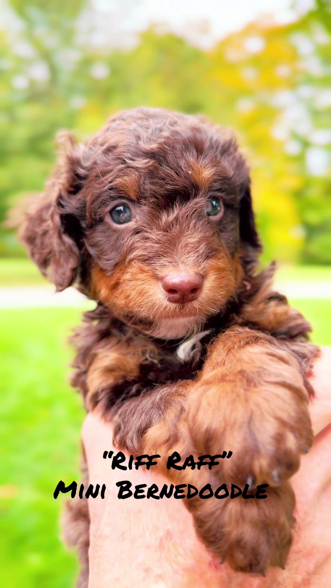@Rocky View Bernedoodles 🇨🇦