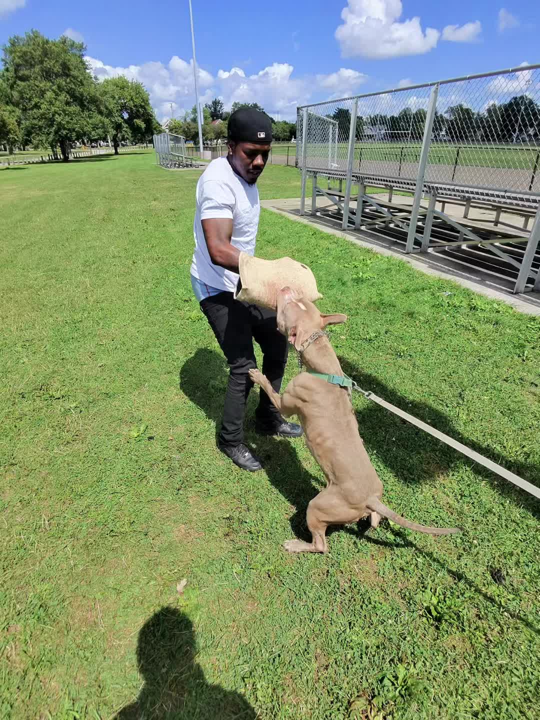 @Jay TheDog Trainer