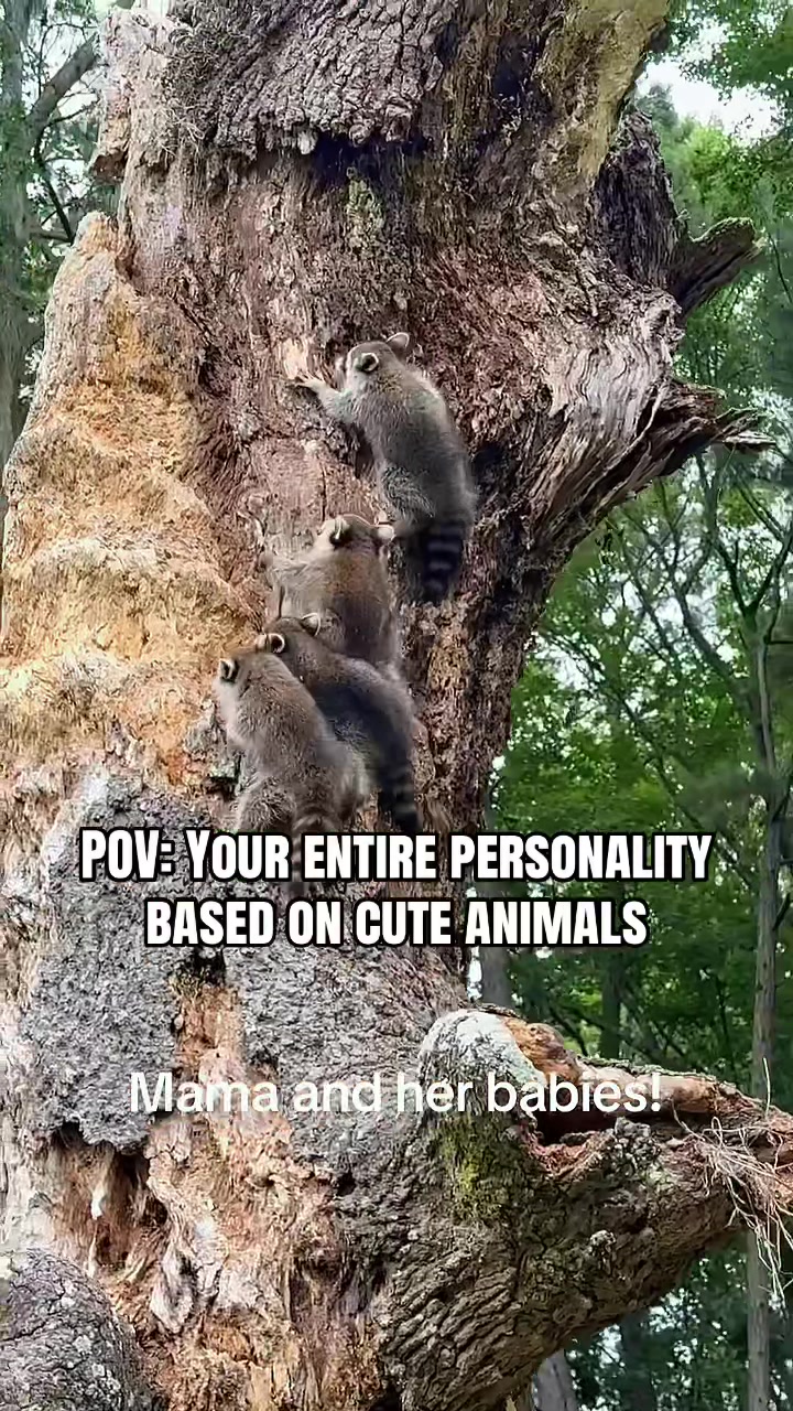 @Critter Kiki