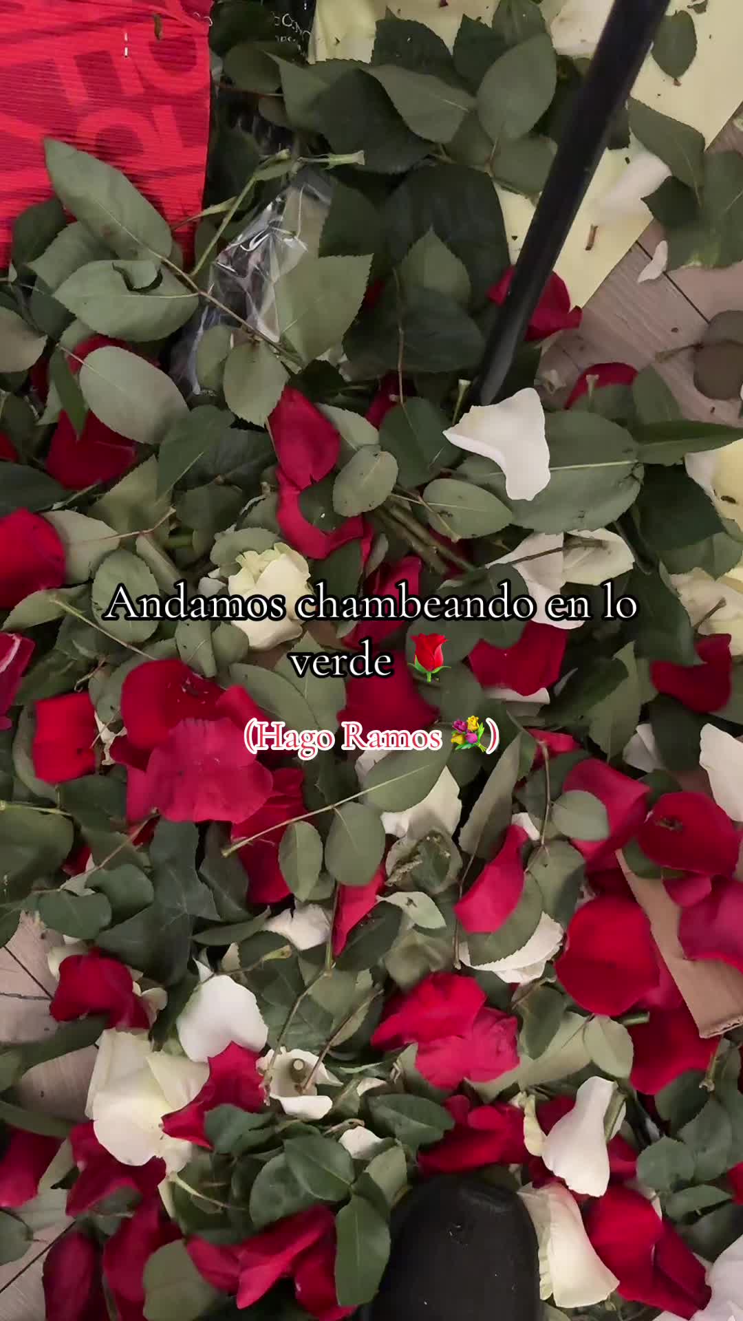 @Roses by Edith